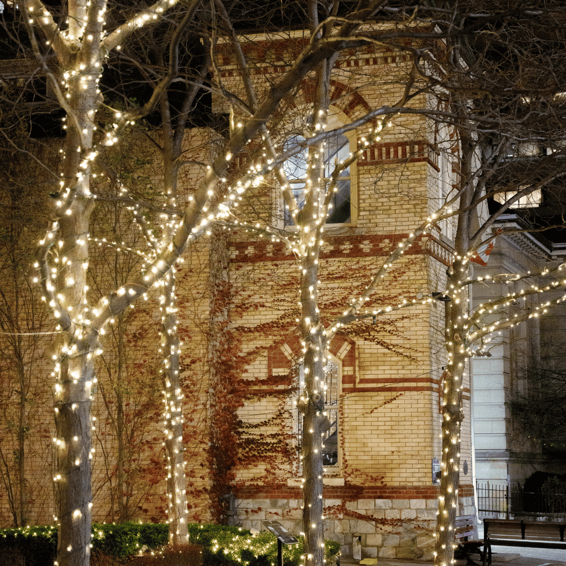 How Many Christmas Lights Do You Need for a Tree?
