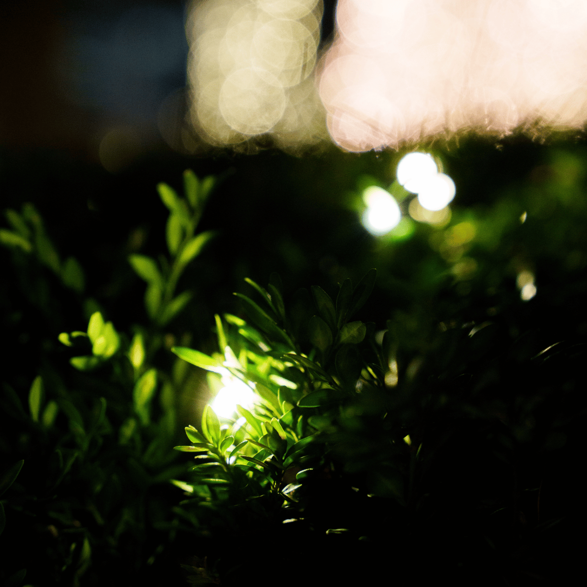 Greenery – Wreaths & Garland